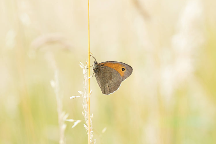 Hjemmehørende naturengsfrø med vilde blomster og græsser