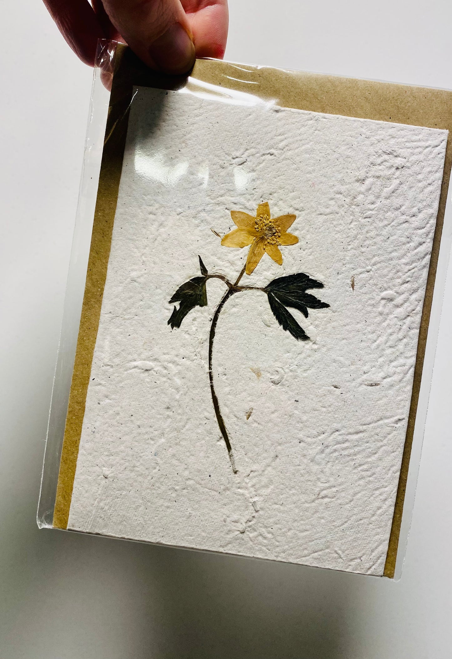 Forårskort med blomsterfrø ·· Anemone, presset ·· Stor A6