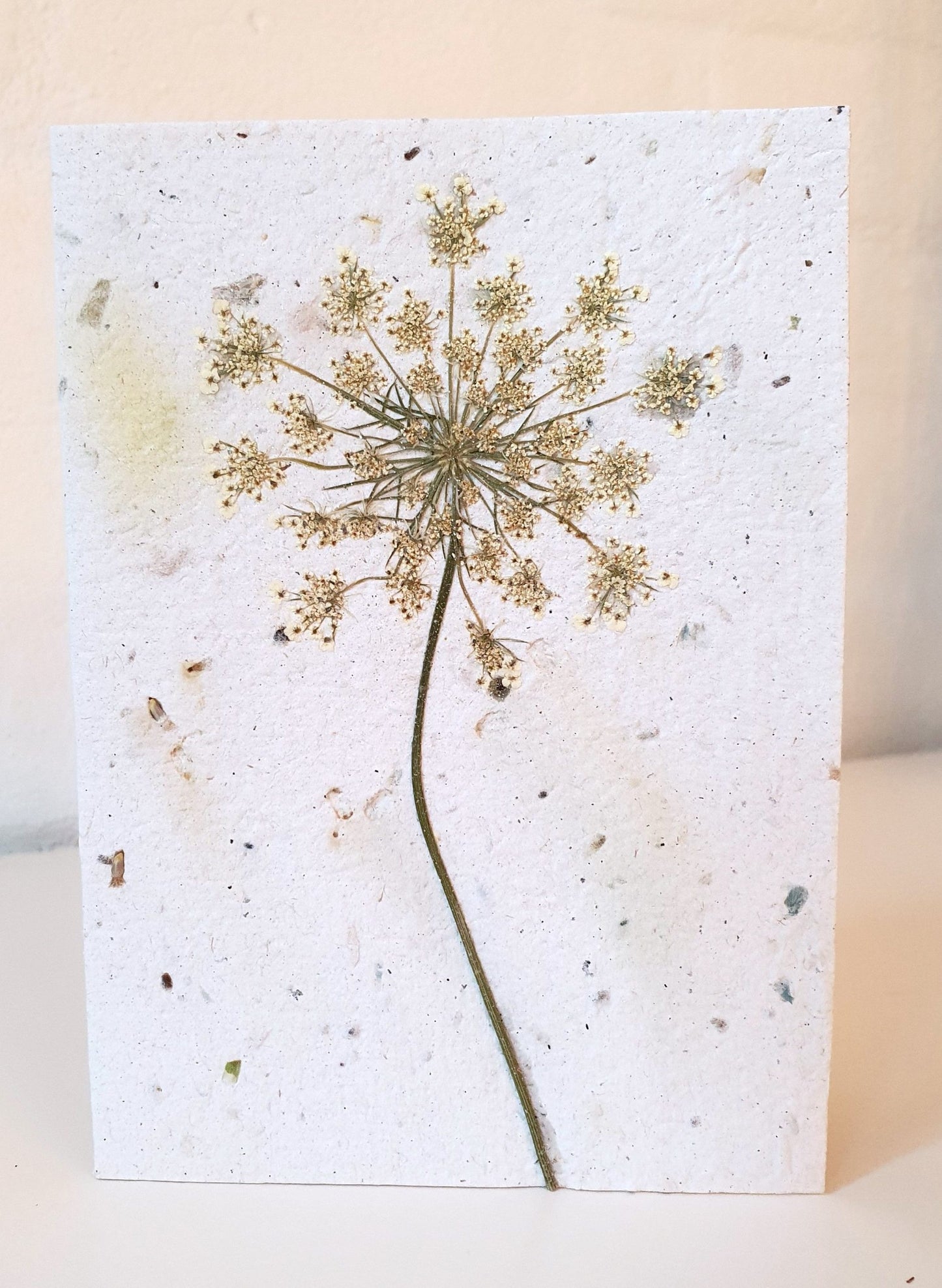 Lykønskningskort med blomsterfrø ·· Vild gulerod, presset ·· Stor A6
