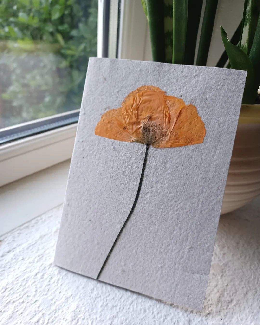 Lykønskningskort med blomsterfrø ·· Rød valmue, presset ·· Stor A6