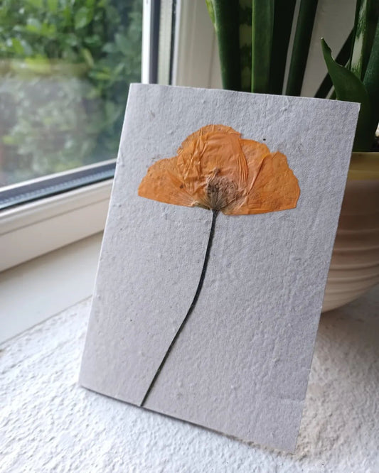 Lykønskningskort med blomsterfrø ·· Rød valmue, presset ·· Stor A6