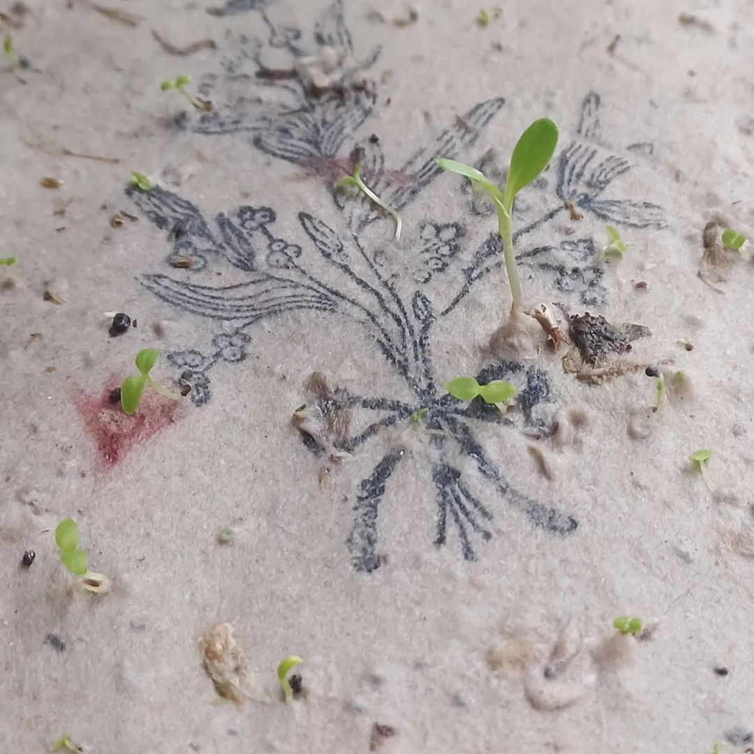 Lykønskningskort med blomsterfrø ·· Blåt blomstermotiv ·· Stor A6