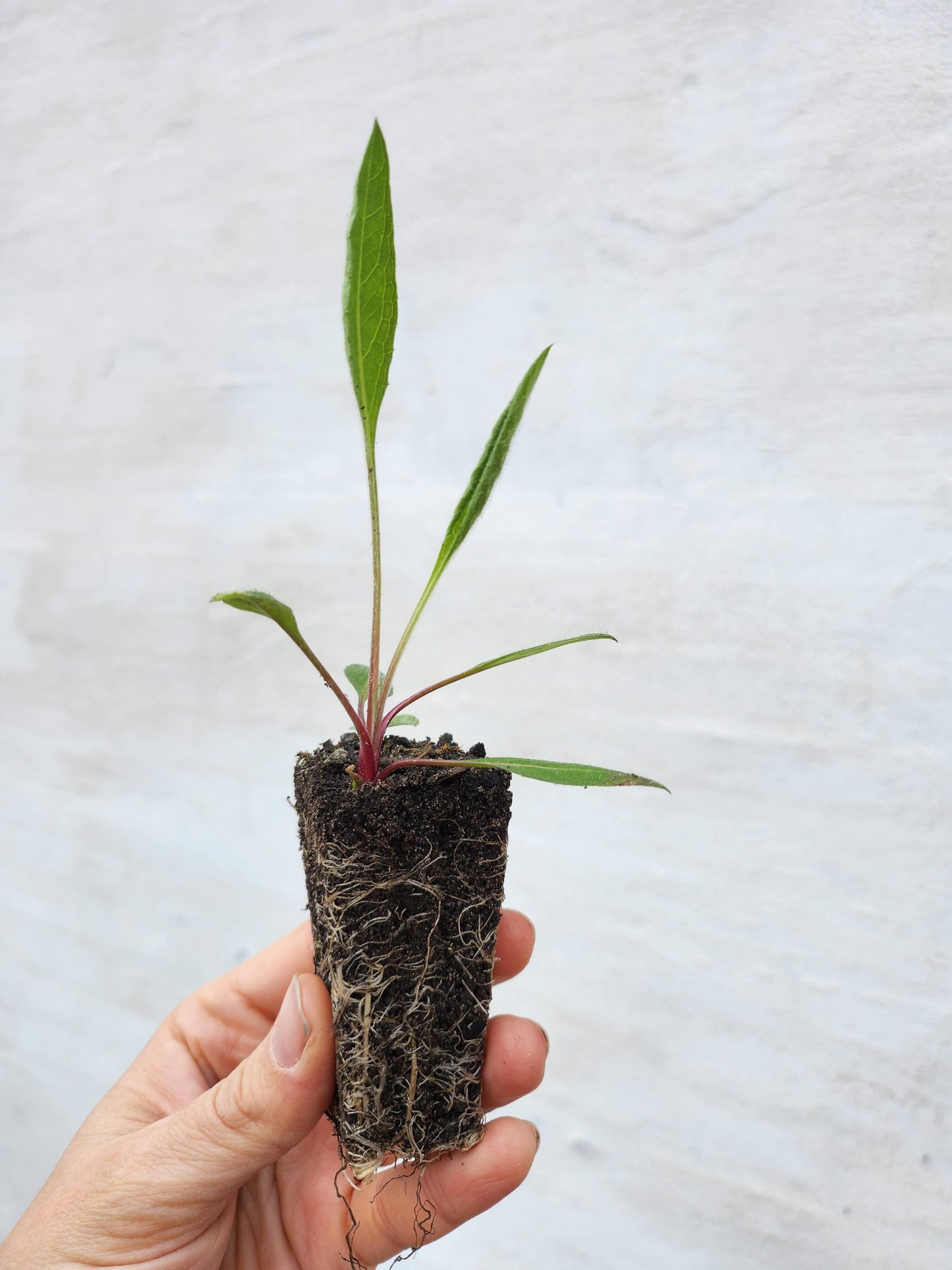 Almindelig knopurt - Centaurea jacea ·· Planteplug