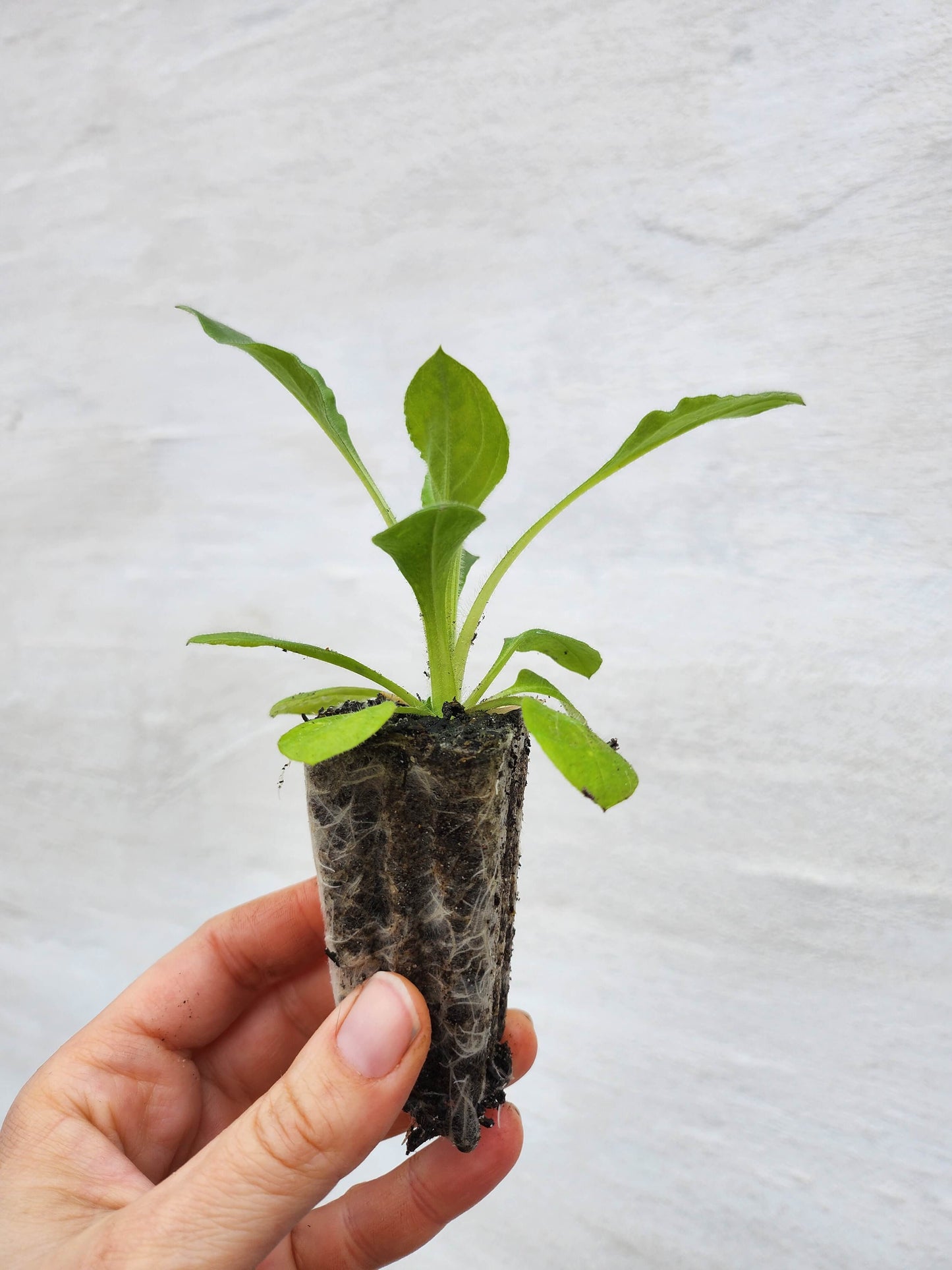 Dagpragstjerne - Silene dioica ·· Planteplug
