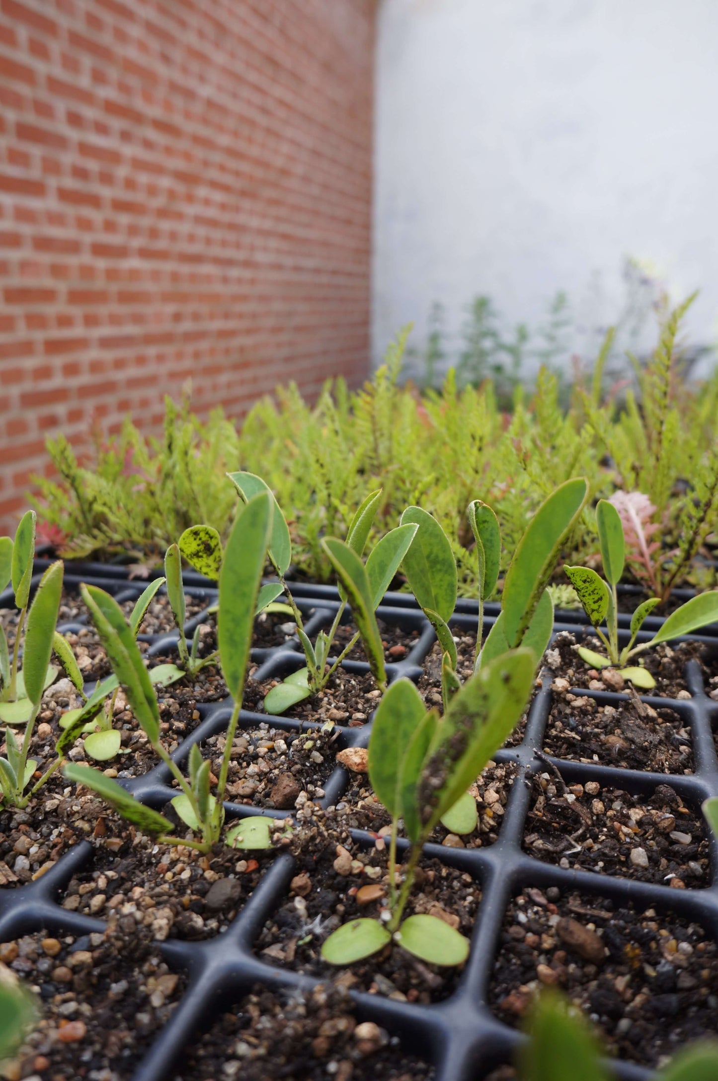Vild gulerod - Daucus carota (2-årig) ·· Planteplug (mix'n'match: 39,-/stk.)