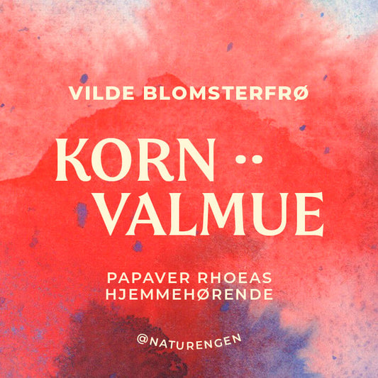 Vilde blomsterfrø: Kornvalmue ·· Papaver rhoeas