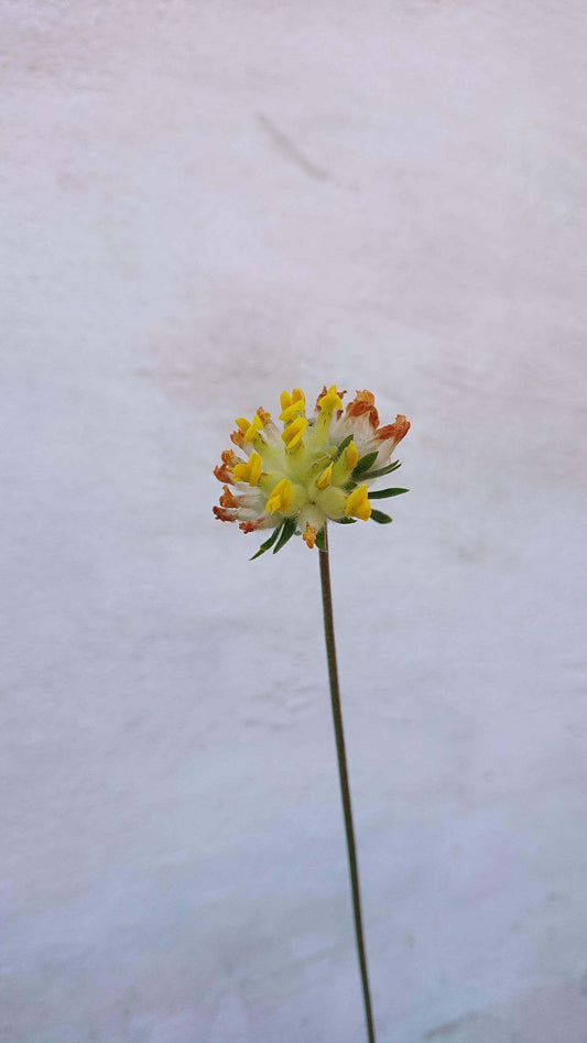 Rundbælg - Anthyllis vulneraria ·· Planteplug (mix'n'match: 39,-/stk.)