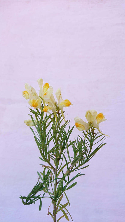 Almindelig torskemund - Linaria vulgaris ·· Planteplug (mix'n'match: 39,-/stk.)