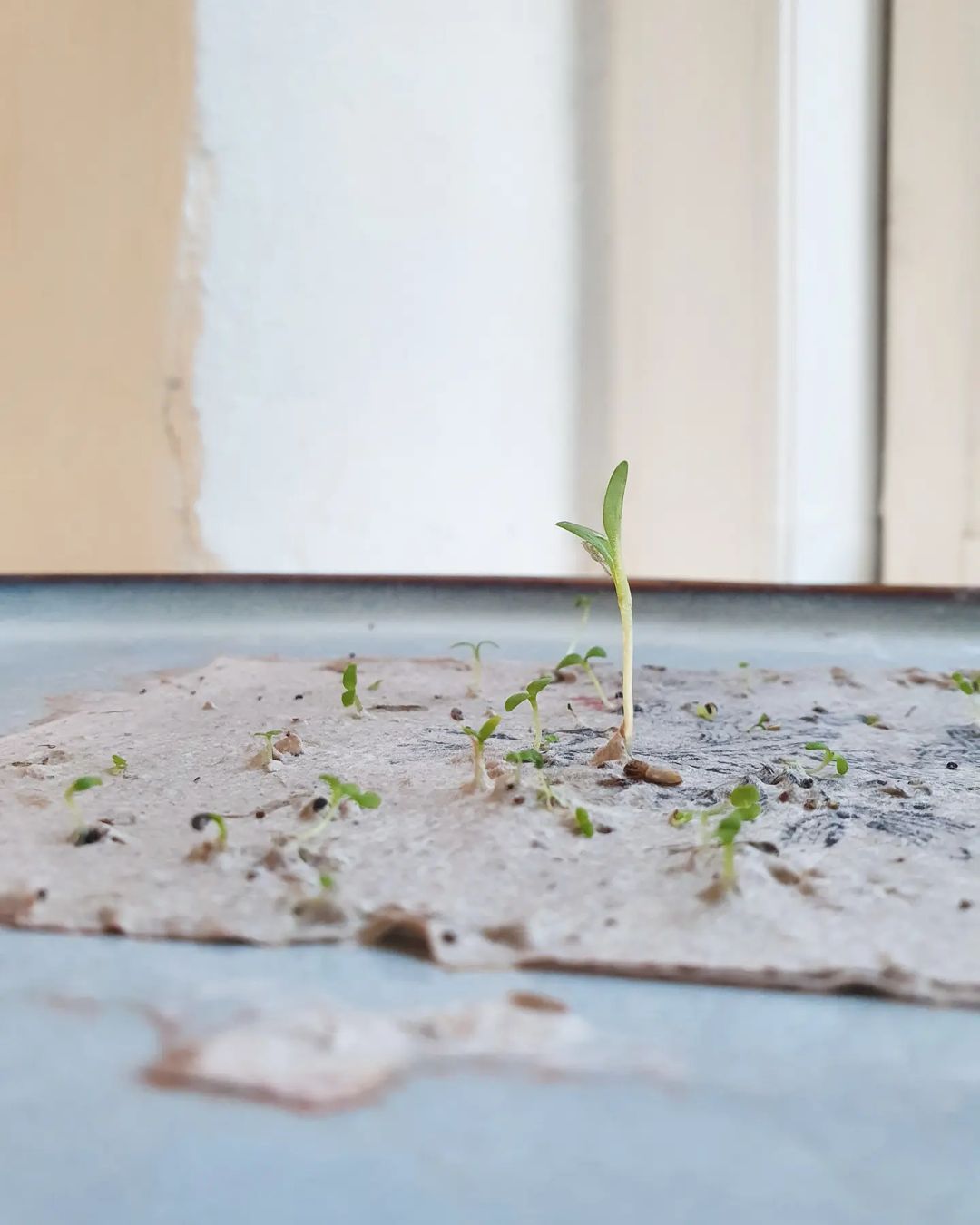 Frøpapir: Lykønskningskort og gavemærker 🌸♻️🌱