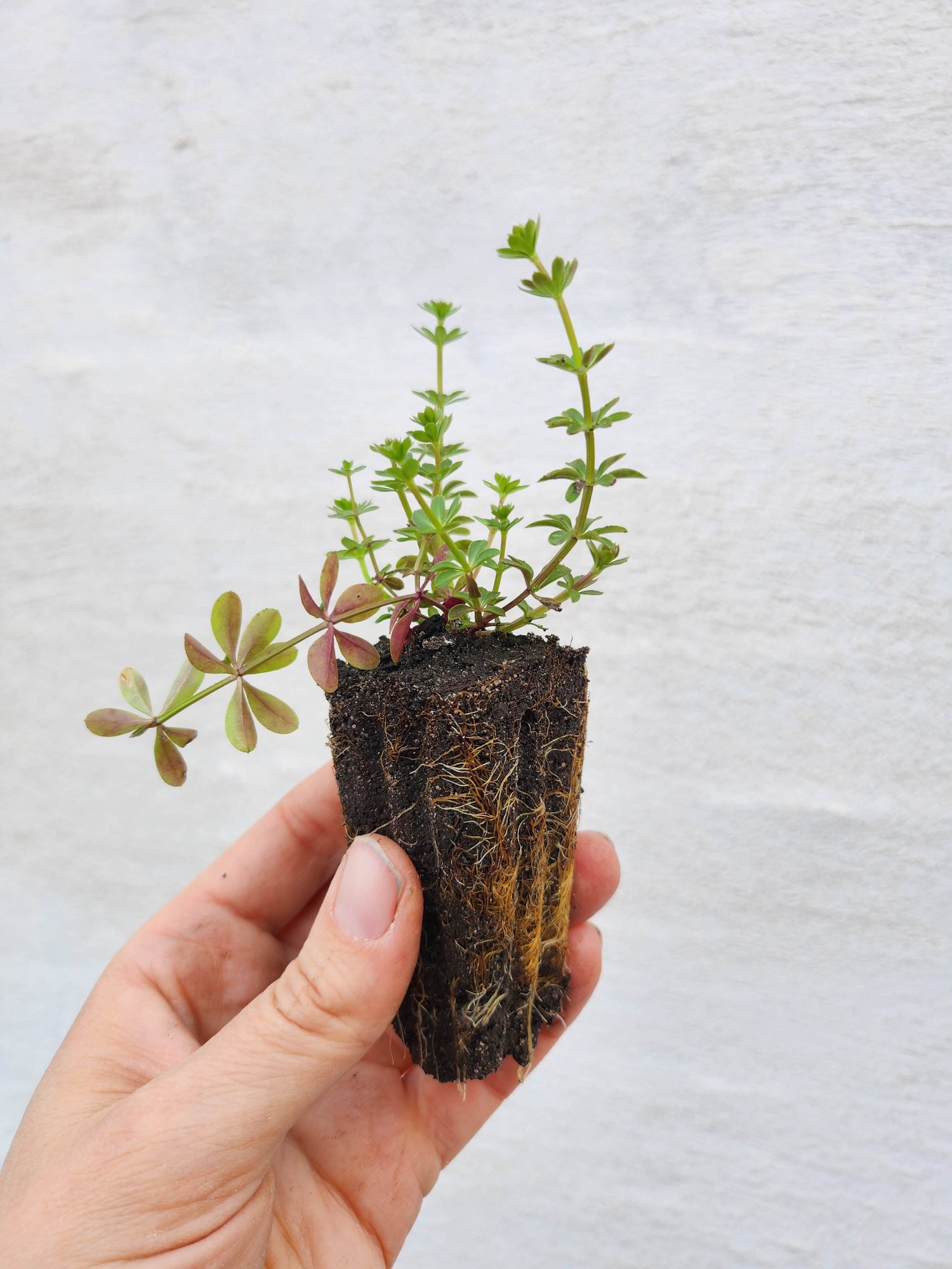 Vilde danske planter fra Lille Vilde Frø