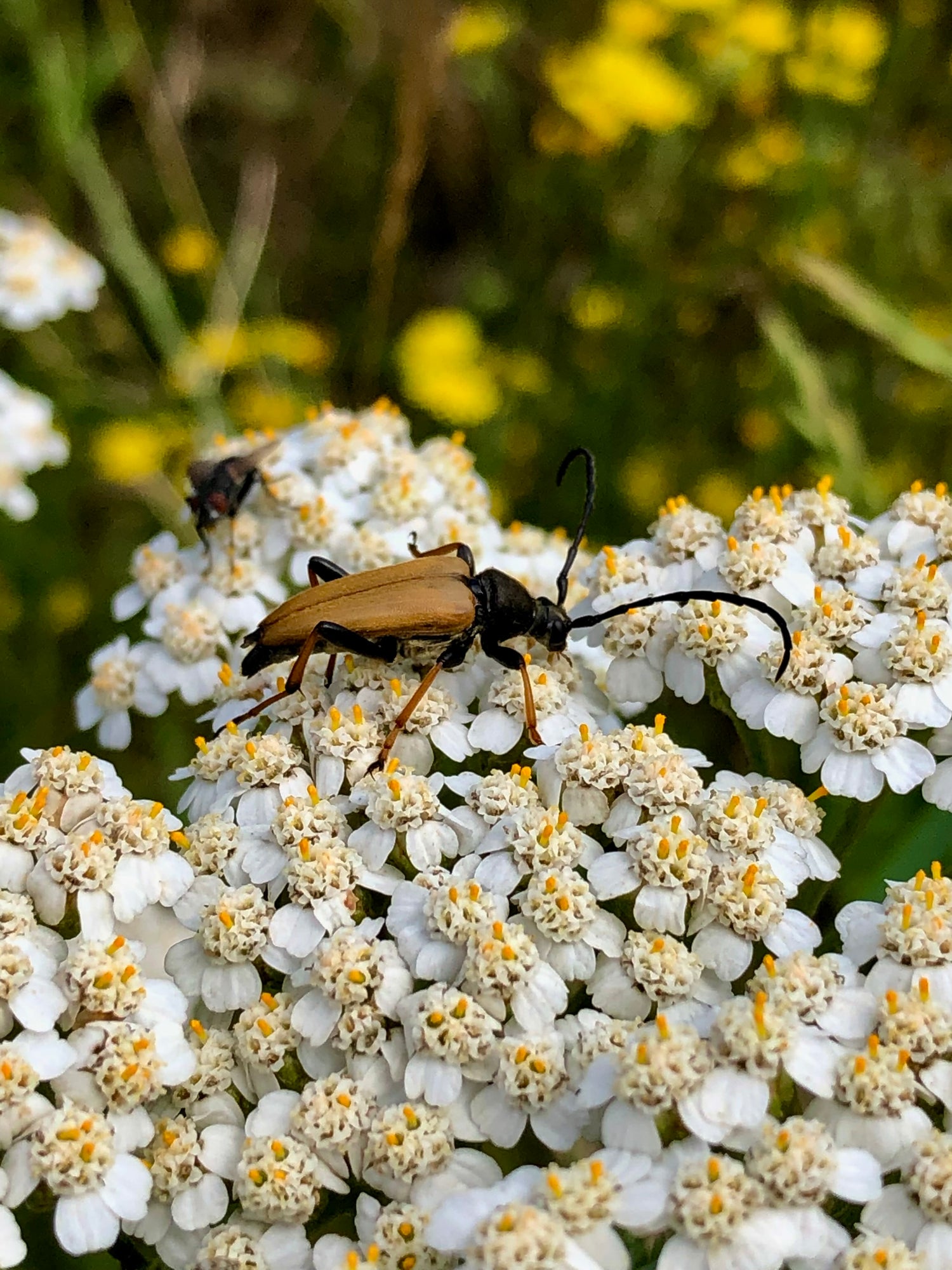 Vilde blomster - frø til haven