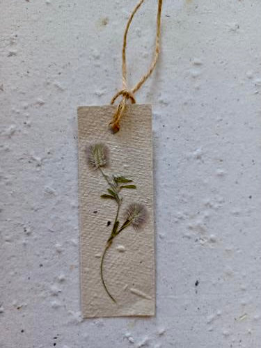 Manillamærker 4 stk. med blomsterfrø ·· Aflange med presset Harekløver