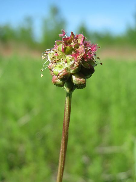Blodstillende bibernelle - Sanguisorba minor ssp. minor ·· Planteplug (mix'n'match: 39,-/stk.)