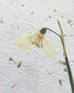 Lykønskningskort med blomsterfrø ·· Vintergæk ·· Lille A7