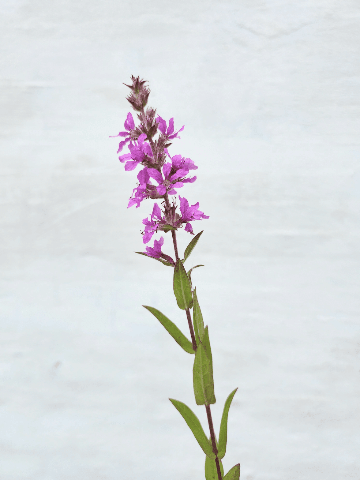 Kattehale - Lythrum salicaria ·· Planteplug