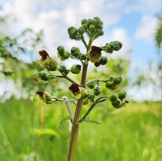 Knoldet brunrod - Scrophularia nodosa ·· Planteplug  (mix'n'match: 39,-/stk.)