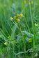 Vilde blomsterfrø: Liden skjaller ·· Rhinanthus minor (NY PRIS)