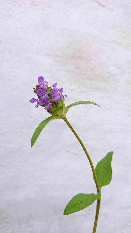 Almindelig brunelle - Prunella vulgaris ·· Planteplug (mix'n'match: 39,-/stk.)