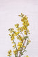 Almindelig gyldenris - Epilobium augustifolium ·· Planteplug