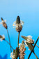 Lancet-vejbred - Plantago lanceolata ·· Planteplug