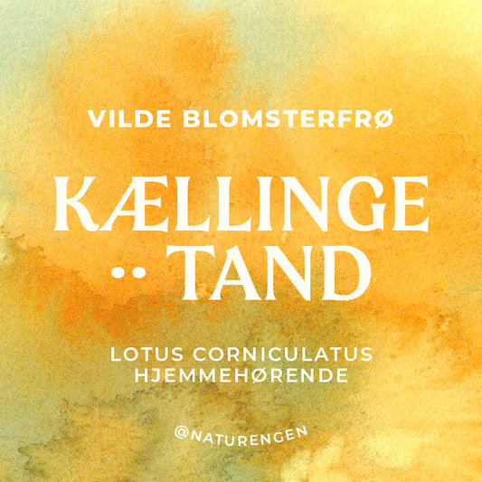 Vilde blomsterfrø: Alm. Kællingetand ·· Lotus corniculatus