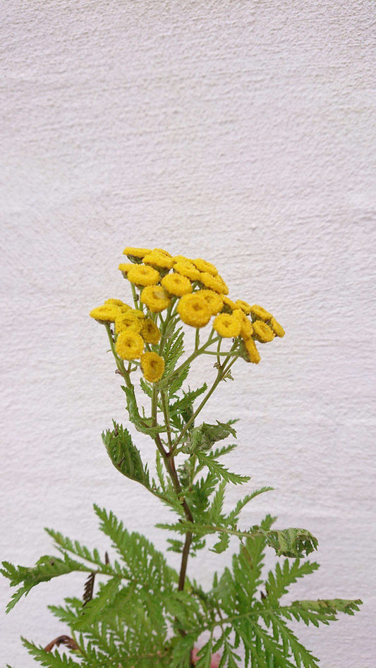 Rejnfan - Tanacetum vulgare ·· Planteplug