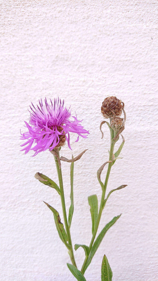 Almindelig knopurt - Centaurea jacea ·· Planteplug (mix'n'match: 39,-/stk.)