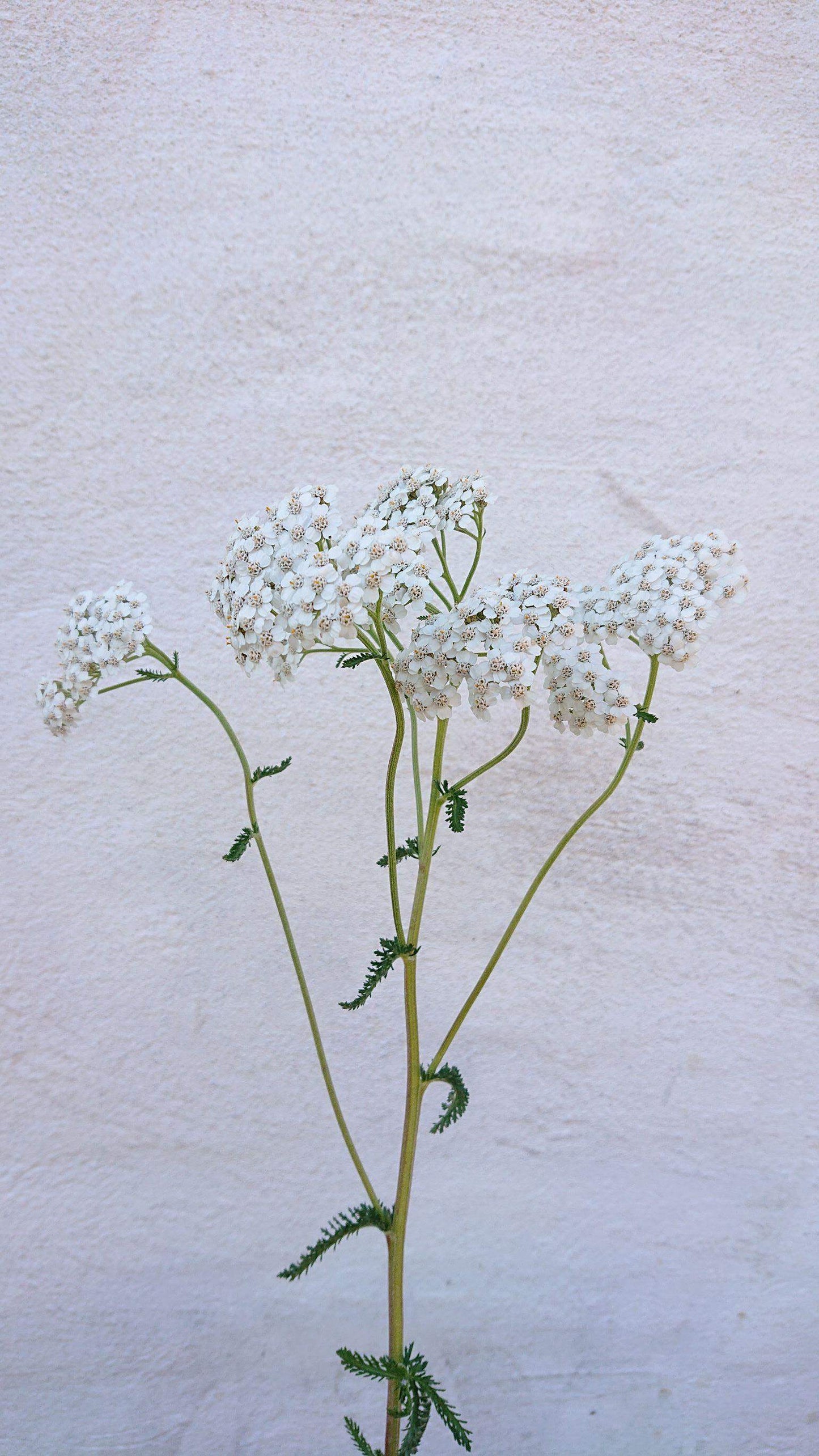 Almindelig røllike - Achillea millefolium ·· Planteplug