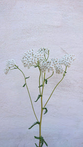 You added <b><u>Almindelig røllike - Achillea millefolium ·· Planteplug</u></b> to your cart.