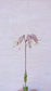 Blæresmælde - Silene vulgaris ·· Planteplug