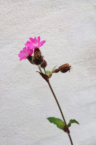 You added <b><u>Dagpragstjerne - Silene dioica ·· Planteplug</u></b> to your cart.