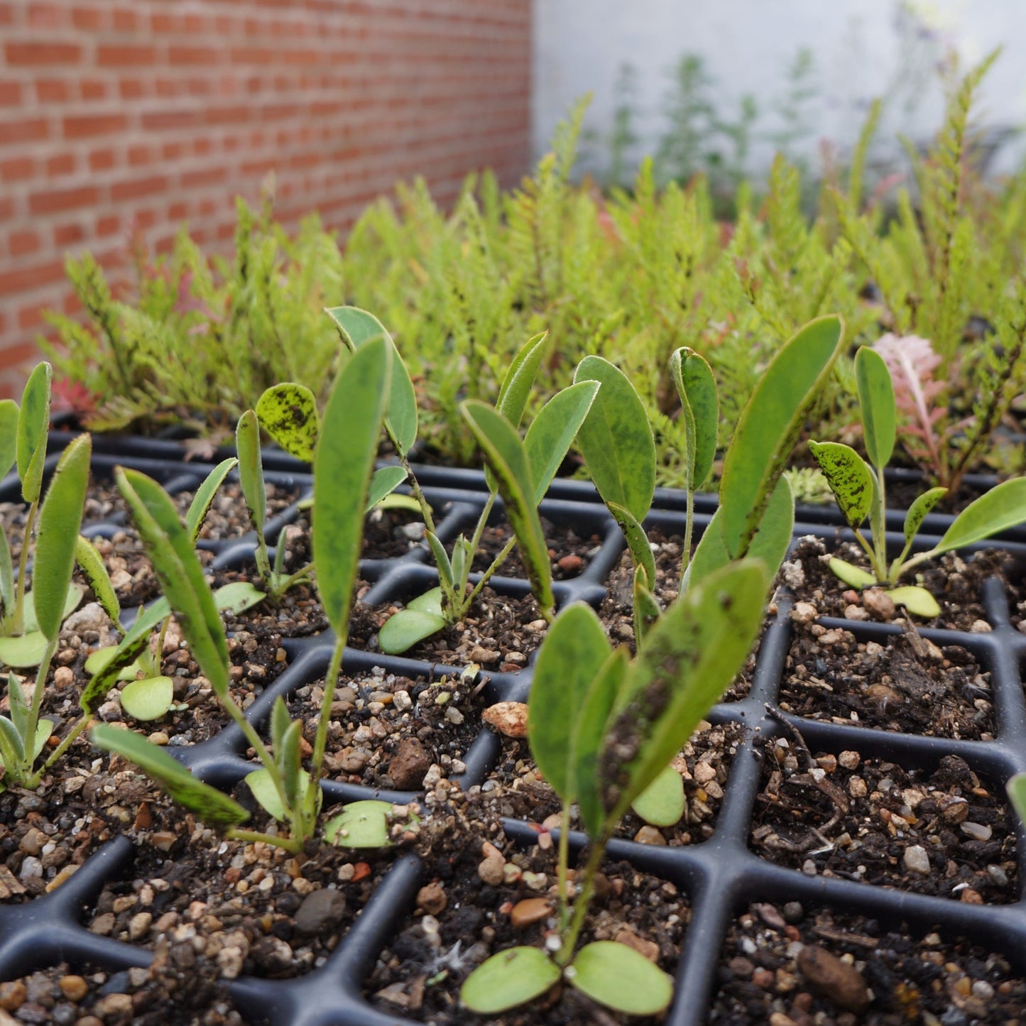 Almindelig brunelle - Prunella vulgaris ·· Planteplug (mix'n'match: 39,-/stk.)