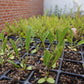 Almindelig røllike - Achillea millefolium ·· Planteplug