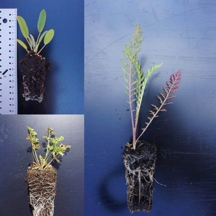 Almindelig brunelle - Prunella vulgaris ·· Planteplug (mix'n'match: 39,-/stk.)